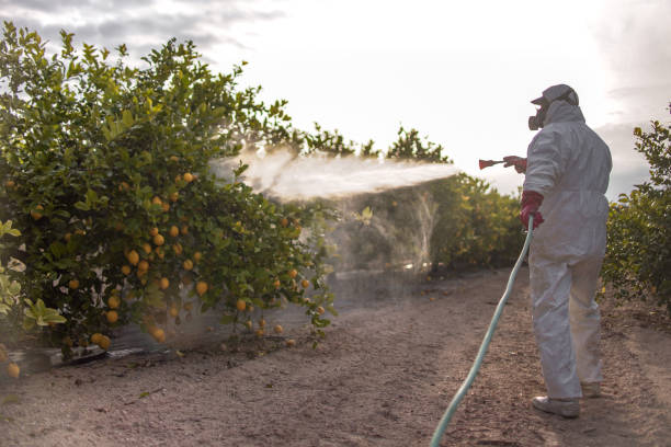 Best Insect Control  in Gulfport, MS
