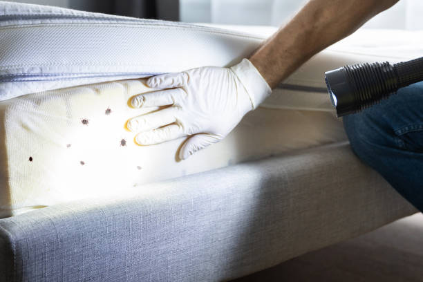 Best Mosquito Control Services  in Gulfport, MS