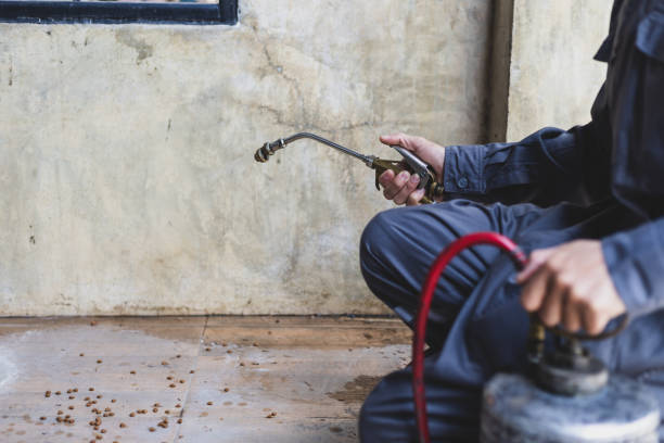 Best Rat Extermination Near Me  in Gulfport, MS